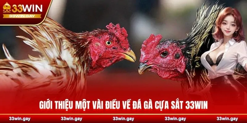 Giới thiệu một vài điều về đá gà cựa sắt 33WIN